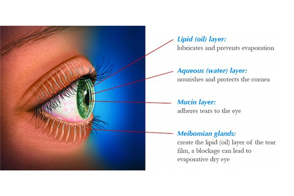 tear film anatomy graphic