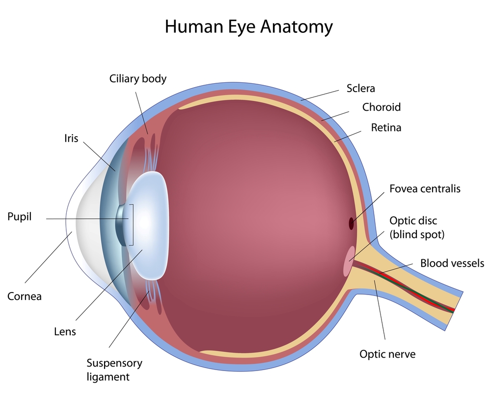 human eye anatomy diagram