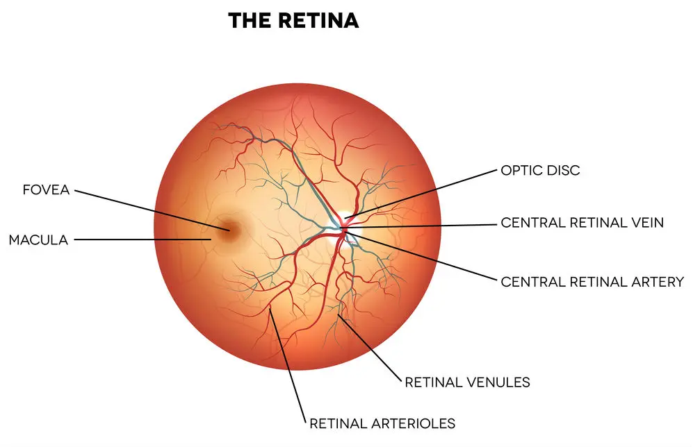 Retina eye diagram